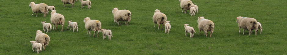 NZ Sheep breeding policy