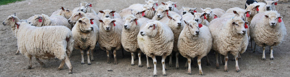 Charollais Sheep semen sales