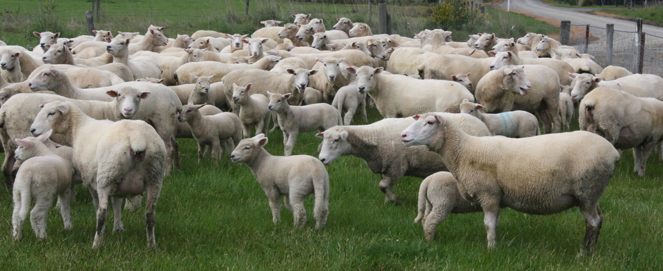 Romney/Texel/poll Dorset hoggets with Charollais lambs