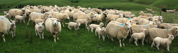Registered flock #1 Charollais Sheep Genetics New Zealand