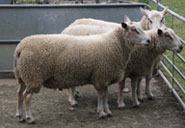 Two tooth Charollais Ram