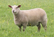 Charollais ewe lamb