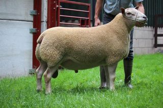 English sire used Edstaston Normandy 