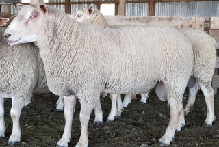 Charollais NZ C41/17