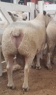 Bare breech that we like to see so no dagging needed
