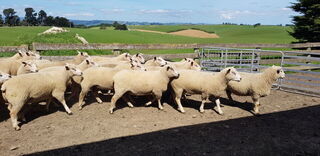 2021 Sale Rams