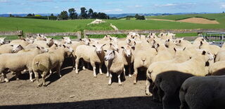 2021 Sale Rams