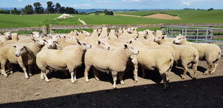 2021 Sale Rams
