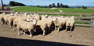 2021 Sale Rams