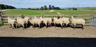 2021 Sale Rams.Charollais/Suftex