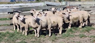 Grandsons of English sire Troubadour