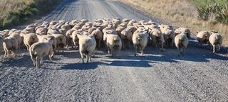 Ram hoggets heading to yard for muscle scanning