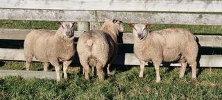 Ram Hoggets used in  2022