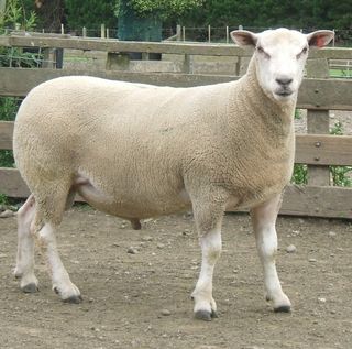 Ashley Dene sire used 3214/11