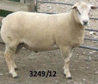 Ashley Dene sire used 3249/12