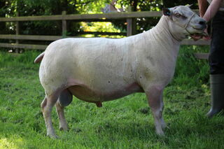 English sire used Edstaston Madagascar