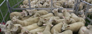Charollais lambs out of hoggets at tailing
