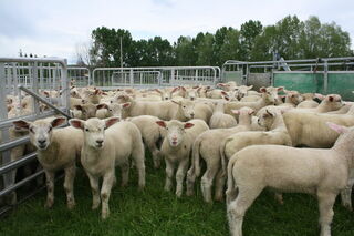 Charollais lambs out of hoggets at tailing