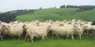 Sale rams from 2012
