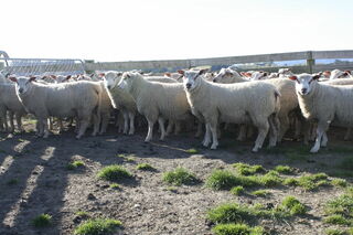 2021 born ram hoggets